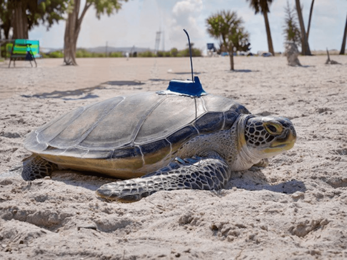 Buckley the sea turtle being tracked with a satellite tag