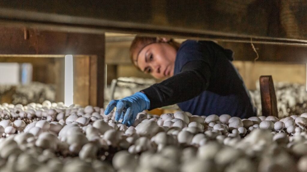 Manually picking the mushrooms