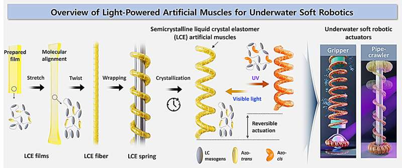 Schematic overview of light-powered artificial muscles enabled by azobenzene-functionalized semicrystalline liquid crystal elastomer (AC-LCE). Credit: Korea Research Institute of Chemical Technology (KRICT) Light-powered artificial muscles for underwater robots with reversible, high-stroke actuation