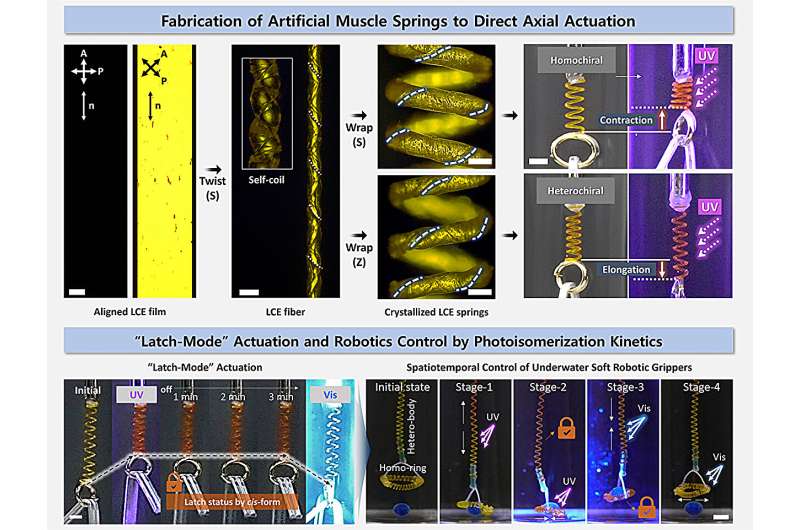 (Top) Twist Processing of AC-LCE film into fiber, homochiral, and heterochiral spring actuators to direct direction of actuation. (Bottom) "Latch-mode" actuation and spatiotemporal controllability of underwater soft robotic grippers. Credit: Korea Research Institute of Chemical Technology (KRICT) Light-powered artificial muscles for underwater robots with reversible, high-stroke actuation